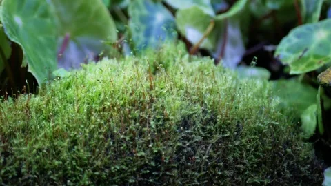 Close up view of wild moss on the rocky stone in tropical deep rain forest .. Stock Footage 249665905