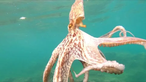 Close-up view of wild octopus swimming underwater at mediterranean sea. Stock Footage 136730576