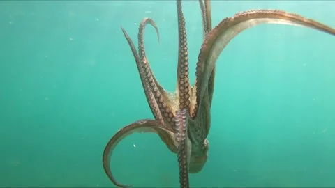 Close-up view of wild octopus swimming underwater at mediterranean sea. Stock Footage 136730584