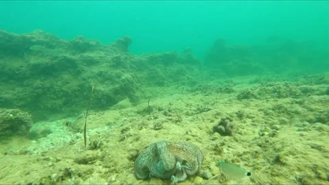 Close-up view of wild octopus swimming underwater at mediterranean sea. Video stock 136730597