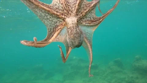 Close-up view of wild octopus swimming underwater at mediterranean sea. Stock Footage 136730608