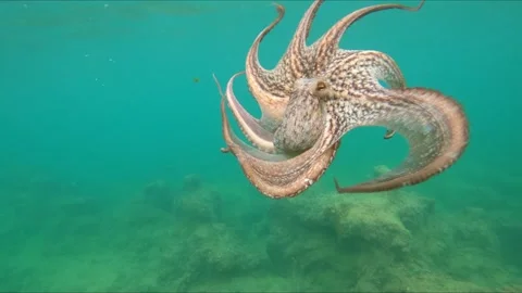 Close-up view of wild octopus swimming underwater at mediterranean sea. 스톡 동영상 136730612