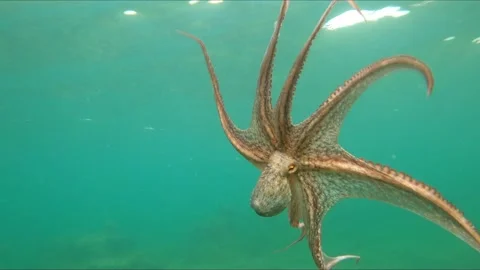 Close-up view of wild octopus swimming underwater at mediterranean sea. Vídeos de archivo 136730616