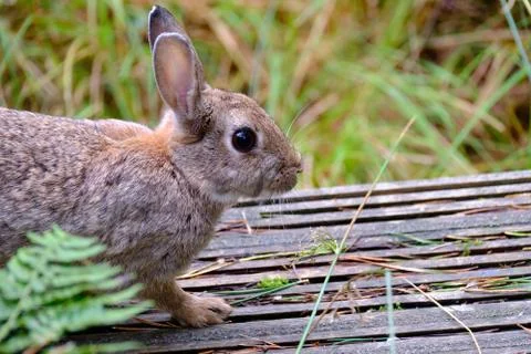 Close View of a Wild Rabbit Stock Photos