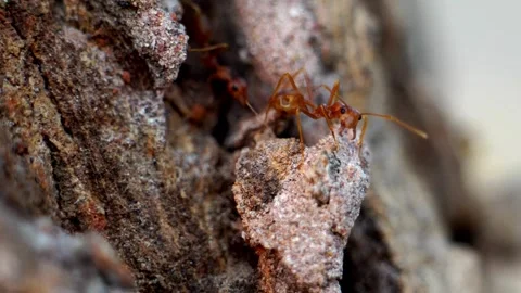 Close up view of wild red ants 库存影片 333940556