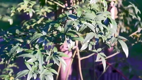 A close-up view of a wild rose blooming in its natural habitat Stock Footage 320070196