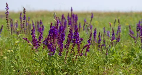Close up view of wild sage in a green meadow Stock-Footage 262631727