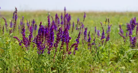 Close up view of wild sage in a green meadow fluttering in wild Stock Footage 262634708