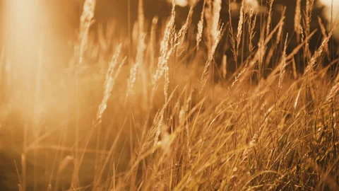 Close view of wild steppe through golden ears and grass on sun blinks Vídeo Stock 102557944