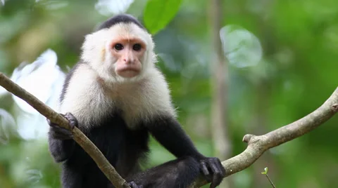 A close view of a Wild White-faced Capuchin (Cebus capucinus) Stock Footage
