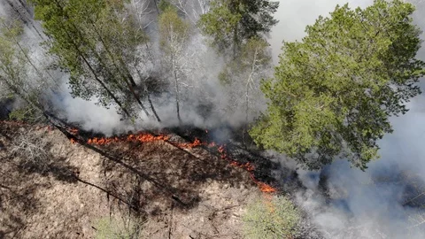 Close up view of wildfire, spreading flames of forest fire. Stock Footage 130165782