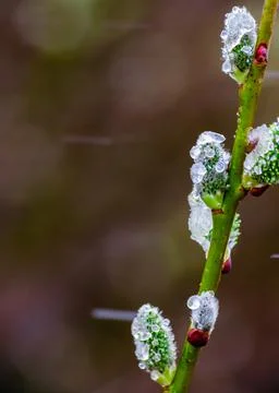 Close view of willow cats with open fluffy buds on a background of spring nature Stock Photos