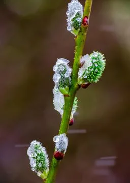 Close view of willow cats with open fluffy buds on a background of spring nature Stock Photos