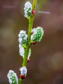 Close view of willow cats with open fluffy buds on a background of spring nature Stock Photos