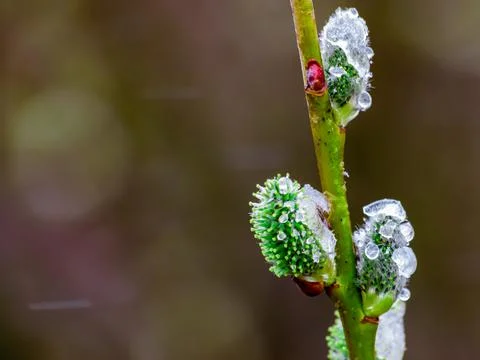 Close view of willow cats with open fluffy buds on a background of spring nature Stock Photos