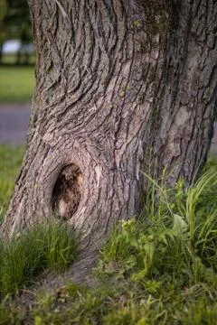 Close up view of willow tree trunk Foto stock