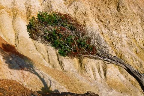 Close view of wind-bent pine tree and yellow sedimentary rock. Details of rocky Stock Photos