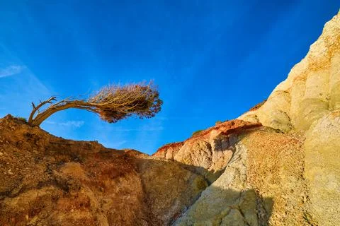 Close view of wind-bent pine tree and yellow sedimentary rock. Sunny summer day Stock Photos