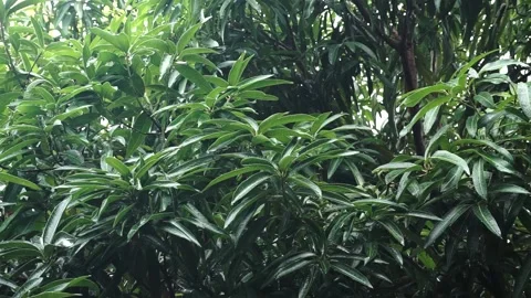 Close up view of wind blowing and shaking the tree branches during the rain. Stock Footage 155749352