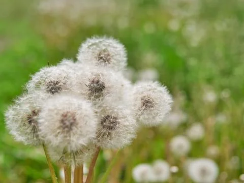 Close view of a wind dandelion on a green background Stock Photos