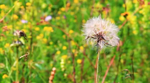 Close view of a wind dandelion swaying in the wind, ready to be blowed away Vidéo 10735729