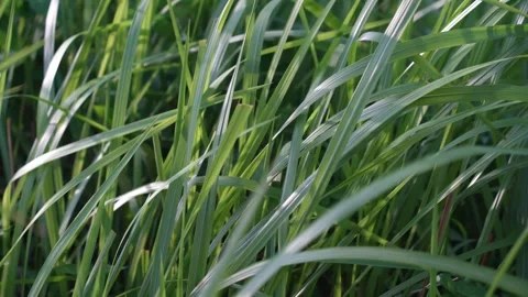 Close-up view of the wind waving the grass. Stockbeeldmateriaal 241593886