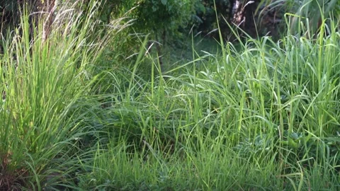 Close-up view of the wind waving the grass. 動画素材 241700724