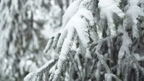 Close-up View of Winter Forest Landscape with Snowfall Stock Footage 105739524