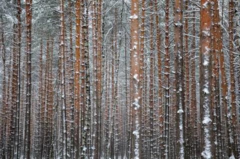 Close view of the winter pine tree forest Stock Photos