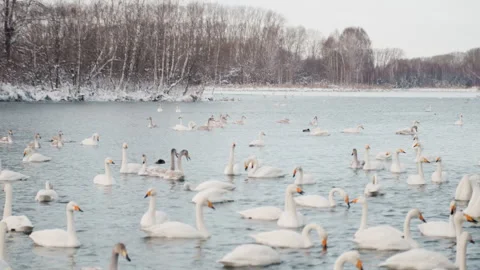 Close view of winter swans gathering near shoreline, heads dipping, lively Stock Footage 338569769