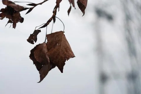 Close-up view of withered brown autumn leaves hanging from tree branch Stock Photos
