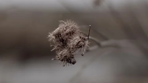 Close-up view withered burdock flower on branch isolated blurred background 스톡 동영상 220747404