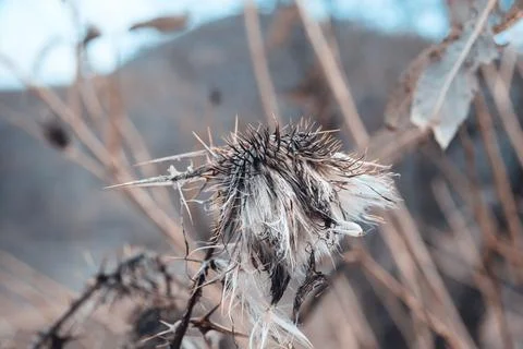 Close-up view of a withered dry wild thistle flower head with sharp thorns Stock Photos