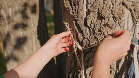 Close view of woman securing hammock rope to tree bark. Female camper diligently Stock Footage 335068057