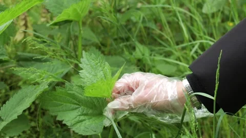 Close up view of a woman's hand in a disposable glove carefully picking young 库存影片 334592219