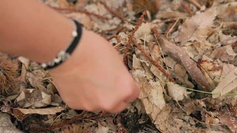 Close-up view of a woman's hand foraging and collecting fresh sweet chestnuts Vídeos de archivo 347675689