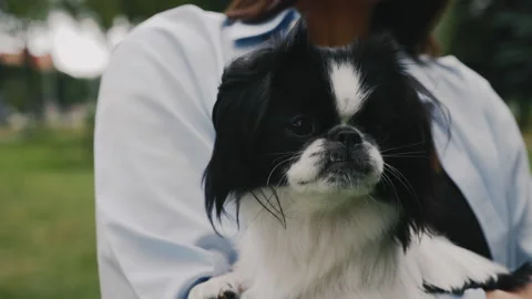 Close Up View of the Woman's Hands Holding the Japanese Chin, Showing Him to the Stock Footage 237319290