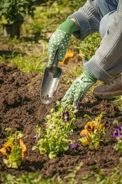 Close-up view of woman’s hands preparing planting flowers in spring. Stock Photos