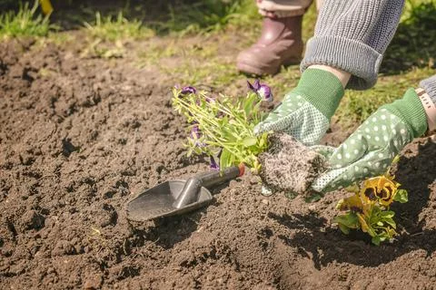 Close-up view of woman’s hands preparing planting flowers in spring. Stock Photos