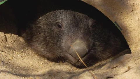 Close view of a wombat Stock Footage 272549591