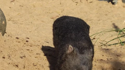 Close view of a wombat Stock Footage 272549980