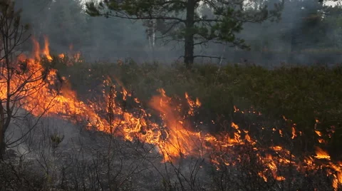 Close view of wood ground fire Stock Footage 55700421