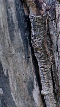 Close up view of wood texture 写真素材