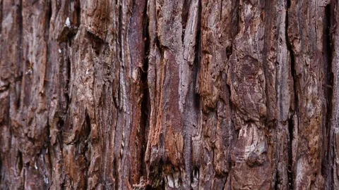 Close view of wood texture of a tree Stock Footage 277825121