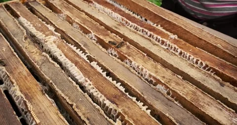 Close up view of wooden beehive frames filled with natural honeycomb and active Stock Footage 315494993
