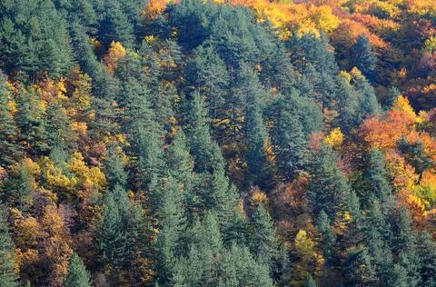 Close-up view of the woods Stock Photos