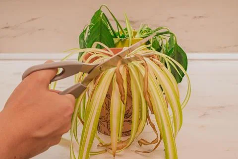 Close up view of worker hand with scissors trimming dry leaf tips on chloro.. 写真素材