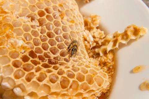 Close up view of the working bee on the honeycomb with sweet honey. White pla Stock Photos