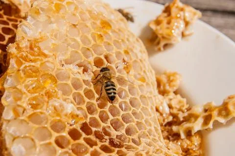 Close up view of the working bee on the honeycomb with sweet honey. White pla Stock Photos