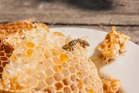 Close up view of the working bee on the honeycomb with sweet honey. White pla Stock Photos